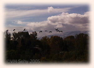 geese and clouds